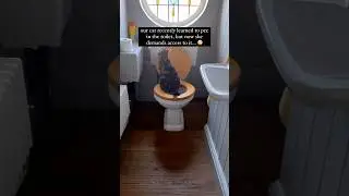 The most demanding cat EVER...
