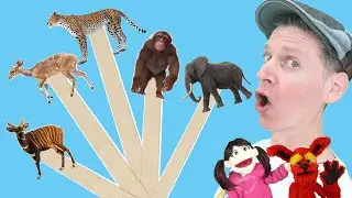 African Wild Animals Part 2 | Pop Sticks Song with Matt | Dream English Kids