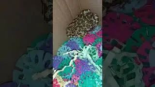 Новый друг. Жаба. 