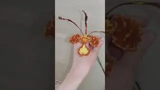 Psychp.(Pyp.) Mariposa 'Twins. Психоспис. Цветение.