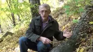 Экскурсия Энтомолога: Осенние Насекомые В Лесу, В Парке Китаево, Киев