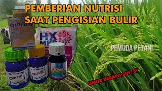 RAHASIA AGAR BULIR PADI BERNAS DAN MONTOK