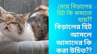 মেয়ে বিড়াল হিটে আছে কিনা কিভাবে বুঝবেন?হিটে থাকলে কি করবেন? #catheat #catheatsign