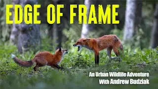 Edge Of Frame Trailer - An Urban Wildlife Adventure With Andrew Budziak