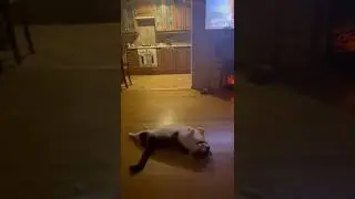 Обрати внимание на мое страдание!!! Я Тишаня!