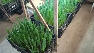 Выгонка поздних сортов в квартире (5000 штук) на 10 февраля