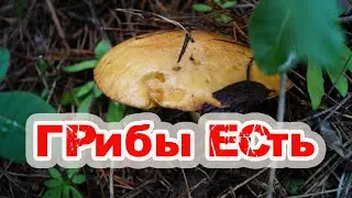 Осенние грибы 2019,грибная охота осенью, на Кавказе