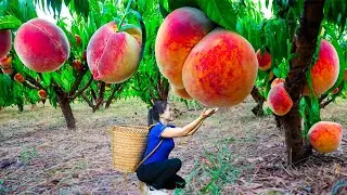 Harvesting Peach & Goes To Market Sell | Gardening And Cooking | Lý Tiểu Vân