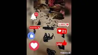 САМЫЙ МИЛЫЙ КОТИК В МИРЕ