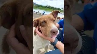 LOS PERRITOS 🐶 DE LA CALLE SON MUY LINDO Y AMOROSOS ❤️