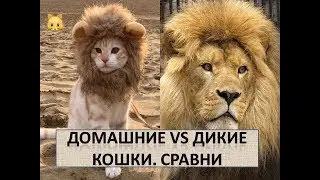 Сравни поведение кошек !!! Дикие Кошки и Домашние Кошки