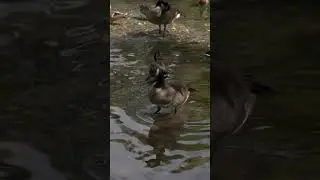 Geese in Central Park 