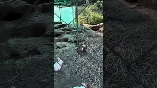Кролики в вольере