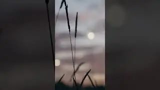 The Calming Fields Cinematic