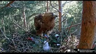 Aguila dando de comer a su polluelo