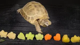 Tortoise Mukbang ASMR: Crunchy Vegetable Feast for Your Ears. turtle