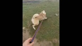 Grizzly / Central Asian Shepherd Dog Alabai