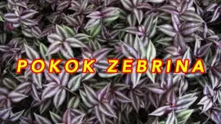 POKOK ZEBRINA (EPISOD 72) - Dasyat! Bantu Masalah Keputihan