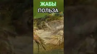 ЖАБЫ. ПОЛЬЗА. А.Пыжиков.#познавательное #рекомендации #жаба #shorts