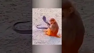 Обезьяна поймала кобру.