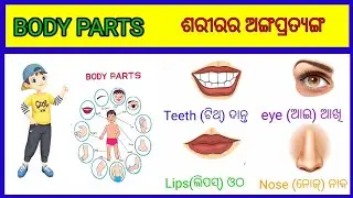 Mastering Body Parts Names in English: Essential for ଓଡ଼ିଆ Speakers