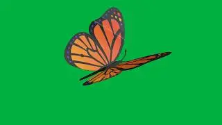 Butterfly   green screen video effect