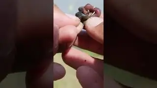 Такое у меня в первый раз, взяла на зелёного червя!