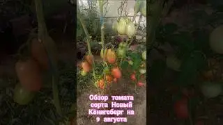 Обзор томата сорта Новый Кëнигсберг за лето. 9августа. #огород #дача #помидоры