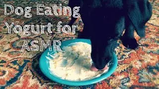 Dog Eating Pineapple Yogurt for ASMR [Mouth Sounds] [No Talking]