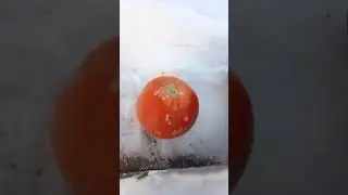 Можно ли забить гвоздь помидором? Ответ очевиден 