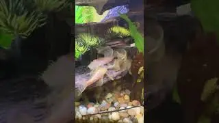Bristlenoise Pleco Yo-Yo Loach Aquarium Tank #shorts #fishkeeping