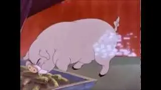 fat pig squash tom