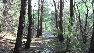 Лес по дороге к морю, село Кабардинка