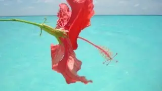 Животный мир Мальдив. Fauna of the Maldives.