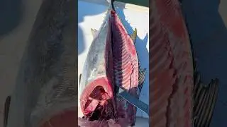 Stop WASTING Your Bluefin Tuna! 