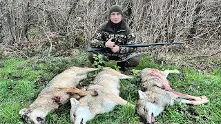 Идеальная охота на Волка. 3 выстрела = 3 волка