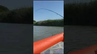 В этой яме очень много Сомов!