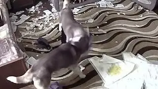 Хаски хулиганят дома
