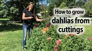 Learn How To Grow Dahlias From Cuttings In This Easy-to-follow Guide!