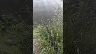 🐟 рыбалка в камышах на реке рядом с морем