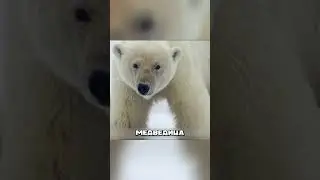 Медведица БРОСИЛА детёныша 🥹🐻‍❄