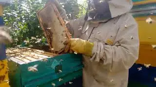 Как работает карпатка в средней полосе, отбор меда.