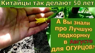 Дайте в Августе Огурцам и они снова позеленеют, не будут болеть и обильно заплодоносят!