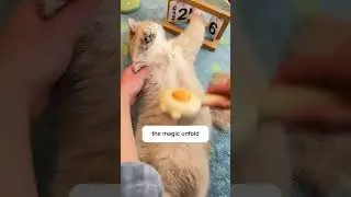Treat your cats to the grooming session they truly deserve!
