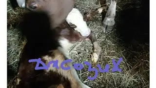 Отел Жданы, бычок Джозик🐂❤️