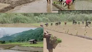 Village Life farming of paddy field