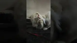 my cute Persian cats 