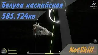 Русская рыбалка 4. Трофейная белуга каспийская 585.124кг.
