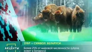 АКЦЕНТЫ. Зубр – символ Беларуси