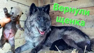 Пришлось отдать щенка обратно, потому что... 